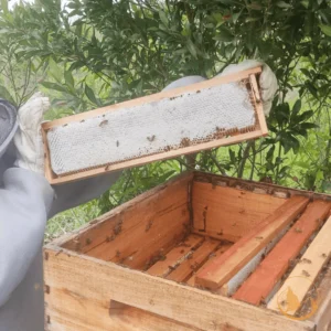 Apicultor da Monte Dourado inspecionando um quadro de favo de mel silvestre durante a colheita, garantindo a qualidade do mel puro.