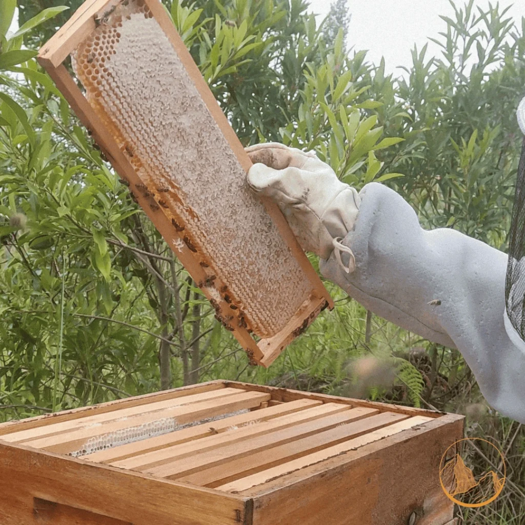Apicultor da Monte Dourado inspecionando um quadro de favo coberto de abelhas