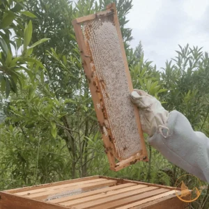 Close-up de um favo de mel sendo retirado da colmeia, com os alvéolos operculados e mel dourado escorrendo, mostrando a pureza do produto Monte Dourado.